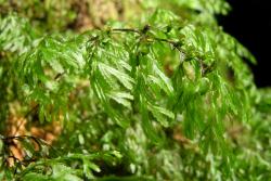 Hymenophyllum multifidum. Fertile frond showing toothed margins on the lamina segments.  
 Image: L.R. Perrie © Leon Perrie 2007 CC BY-NC 3.0 NZ